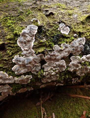 The anamorphic stage of this fungus growing on fallen beech in the New Forest, Hampshire.